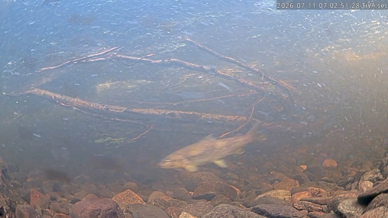 Video 2026-07-11 07:02