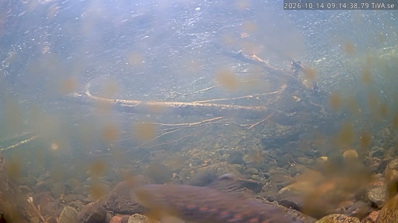 Video 2026-10-14 09:14