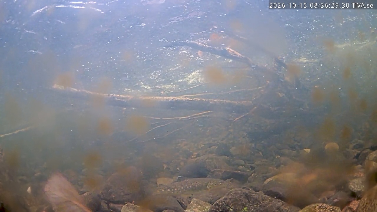 Video 2026-10-15 08:36