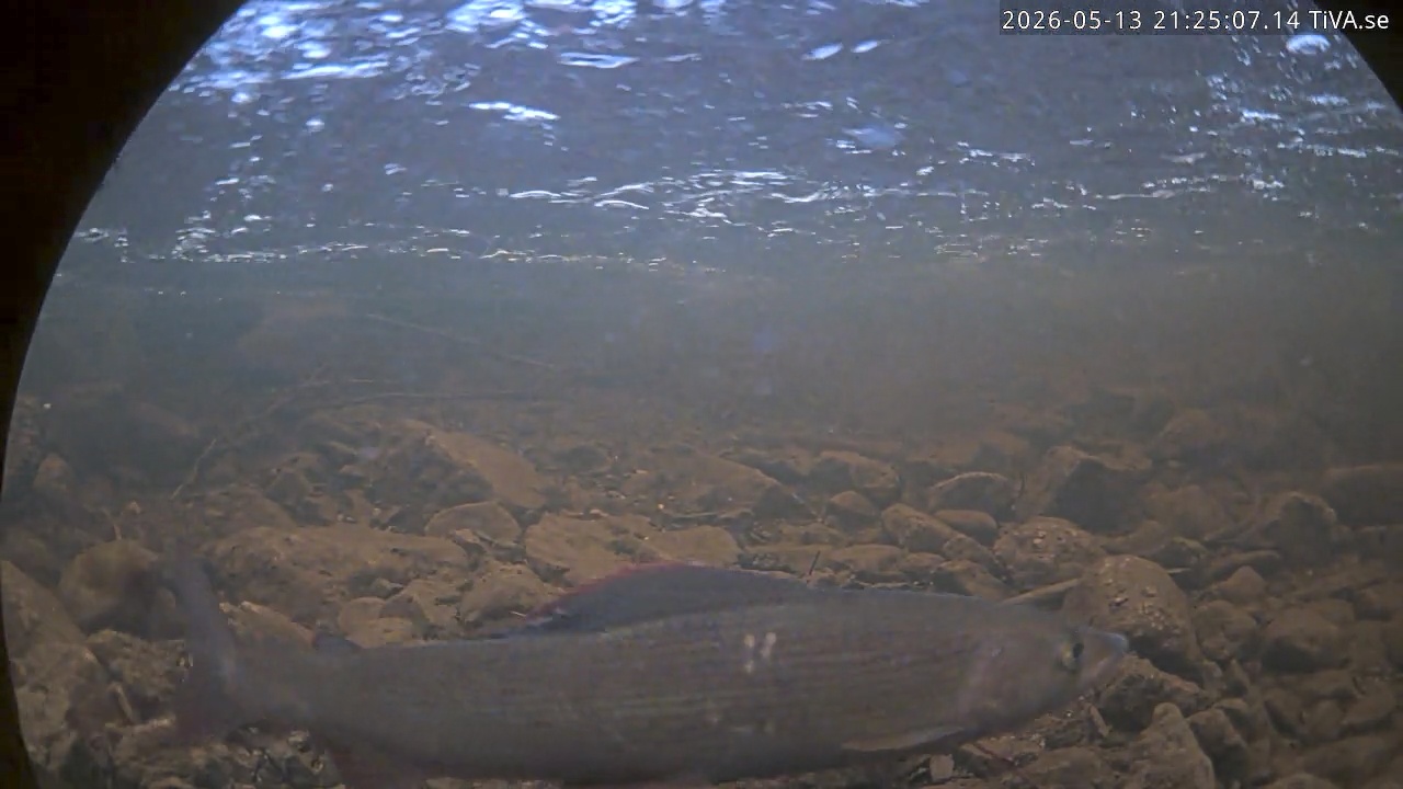 Video 2026-05-13 21:25