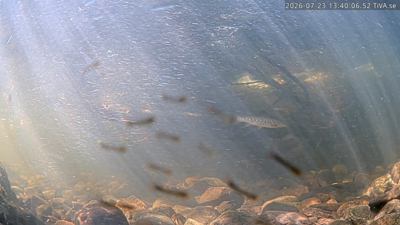 Video 2026-07-23 13:40