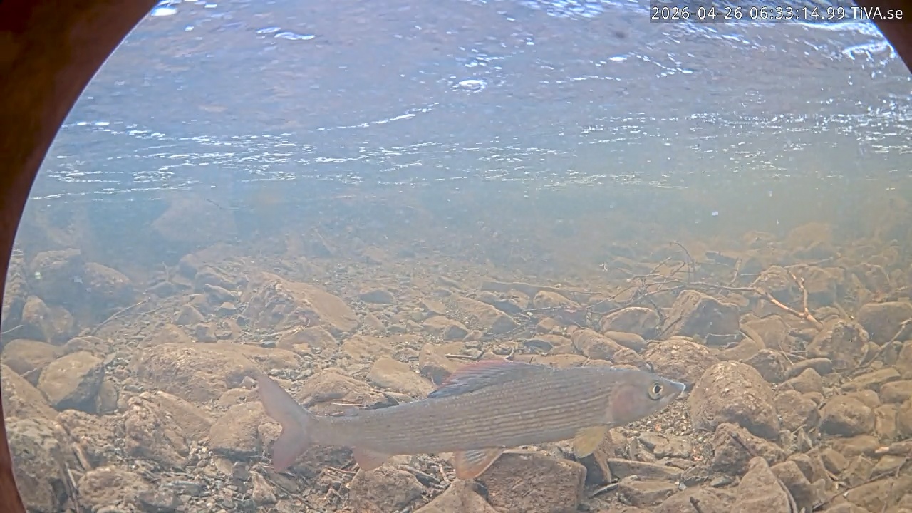 Video 2026-04-26 06:33
