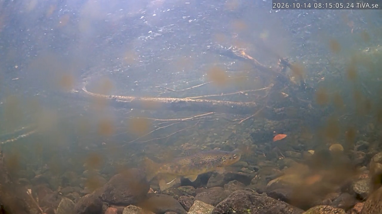 Video 2026-10-14 08:15
