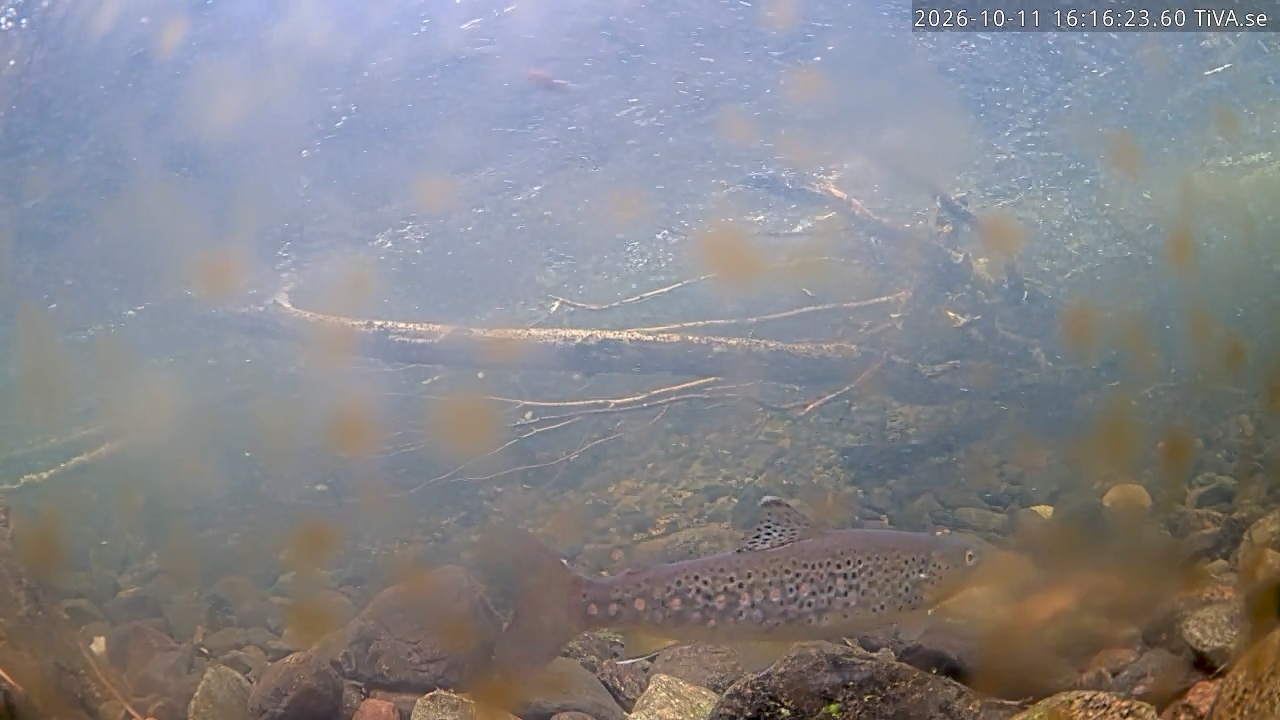 Video 2026-10-11 16:16