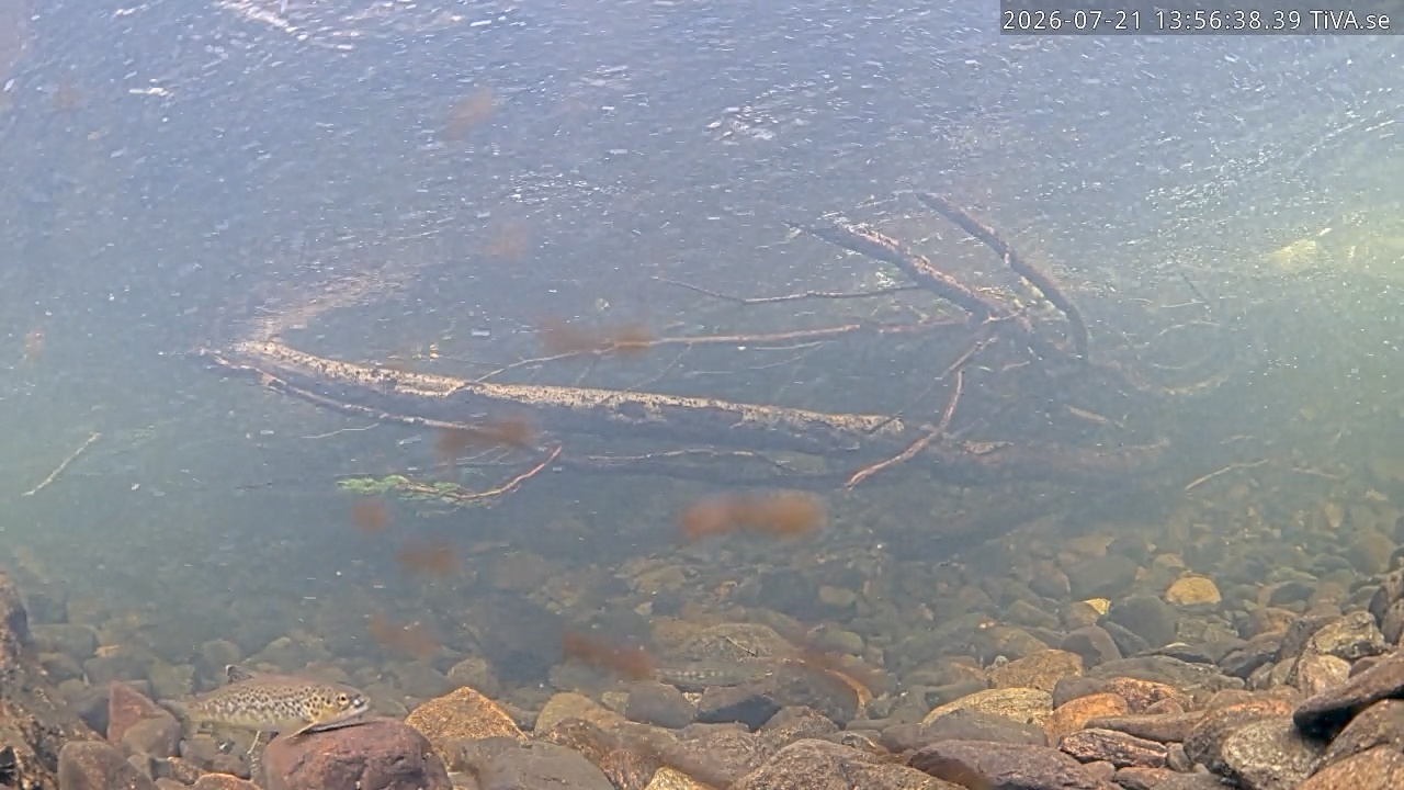 Video 2026-07-21 13:56