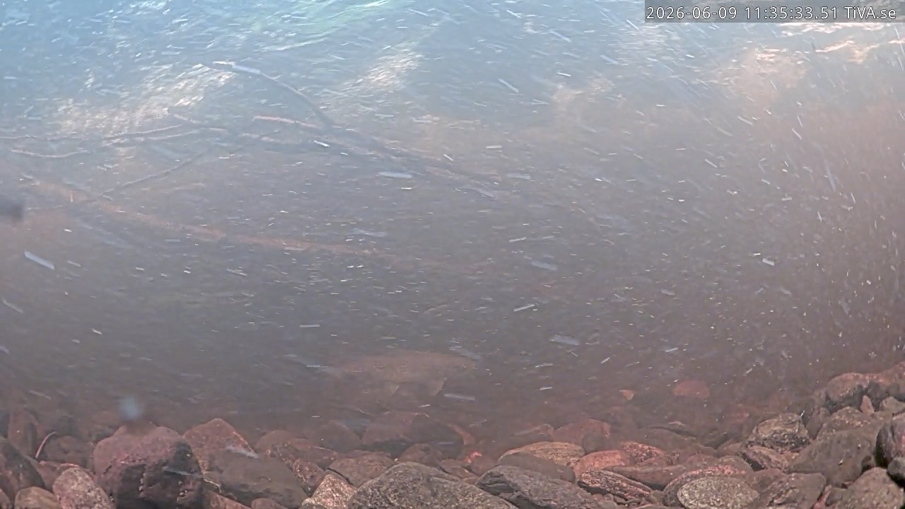 Video 2026-06-09 11:35