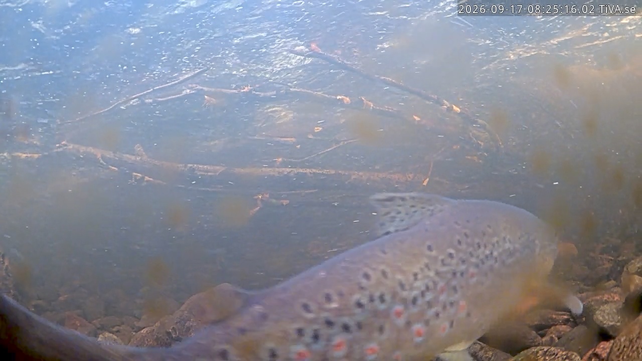Video 2026-09-17 08:25