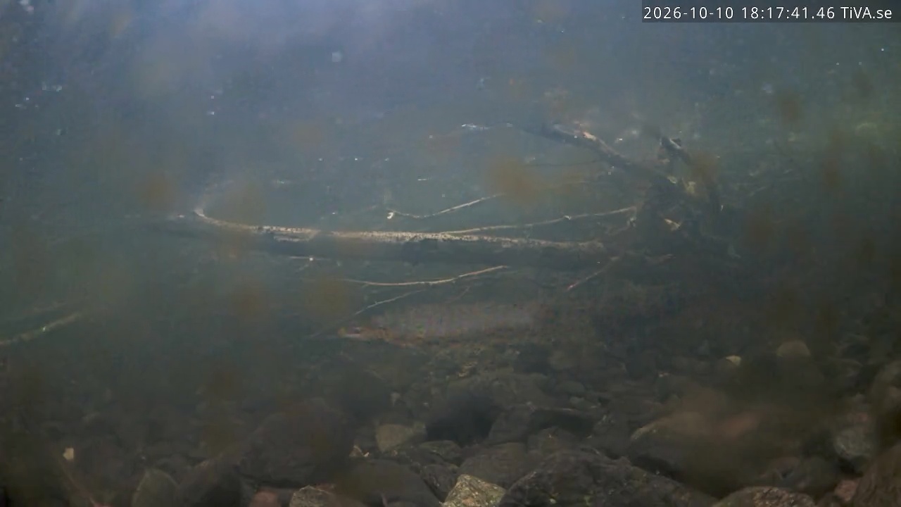 Video 2026-10-10 18:17