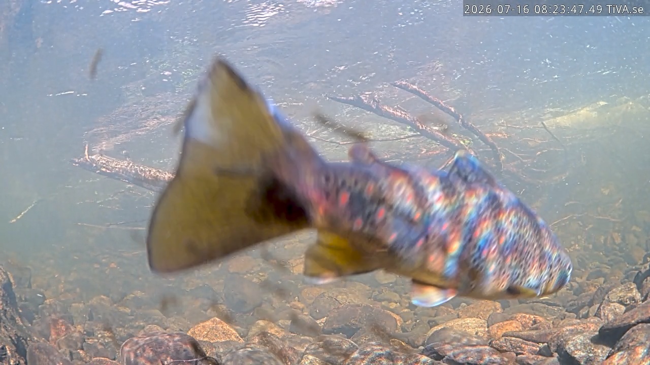 Video 2026-07-16 08:24