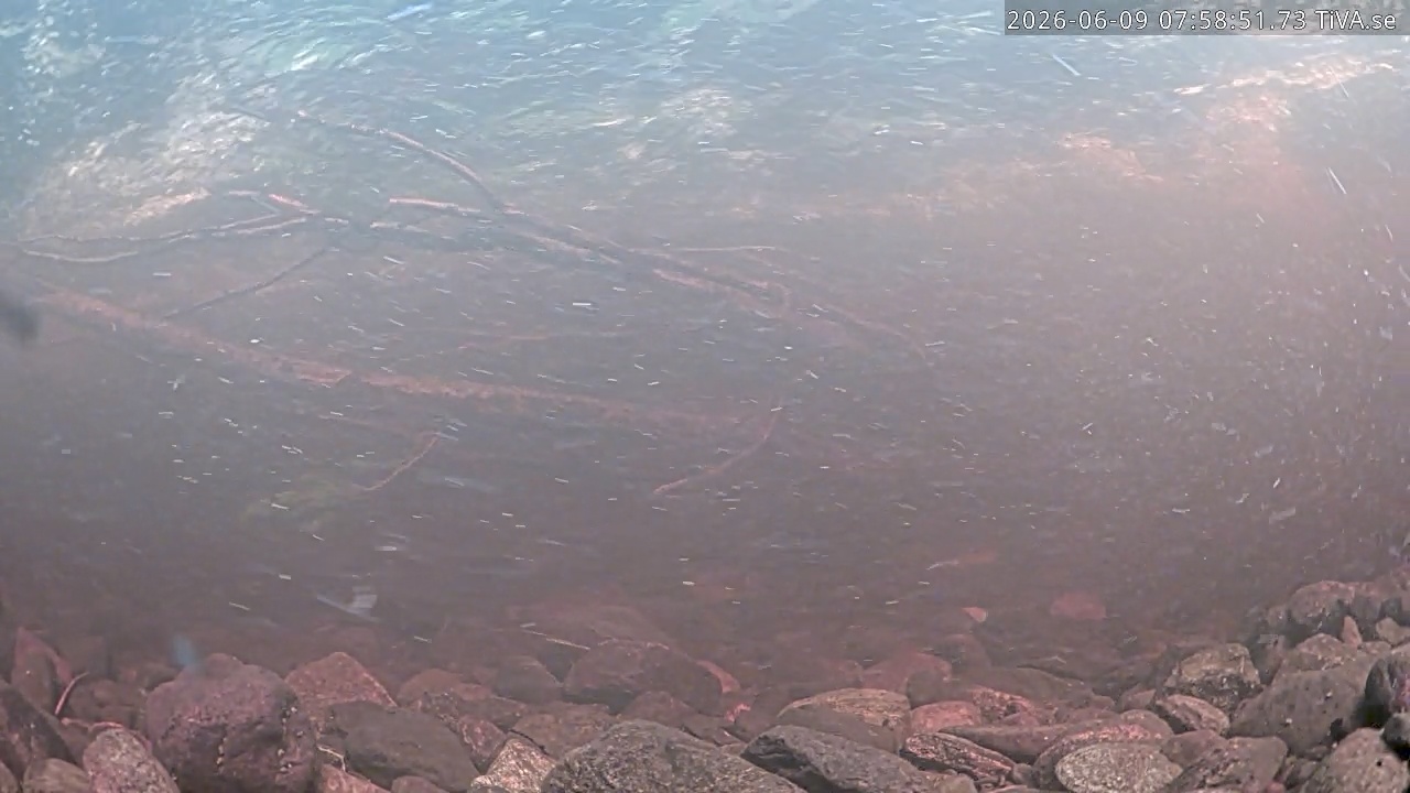 Video 2026-06-09 07:58