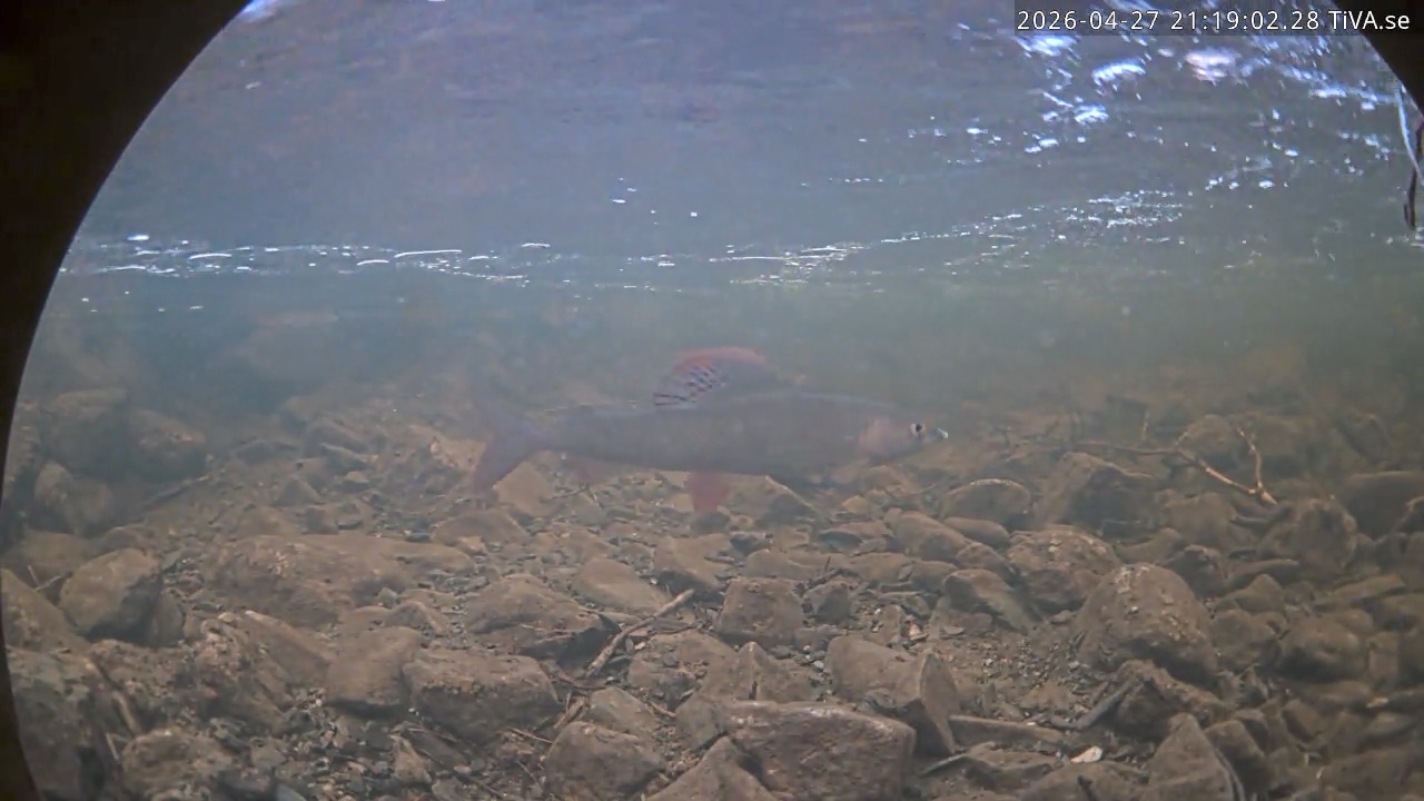 Video 2026-04-27 21:19