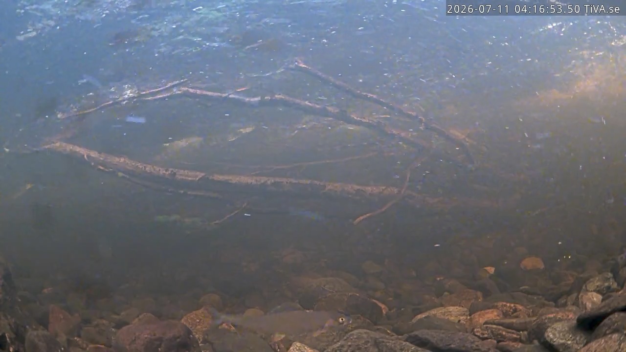 Video 2026-07-11 04:17