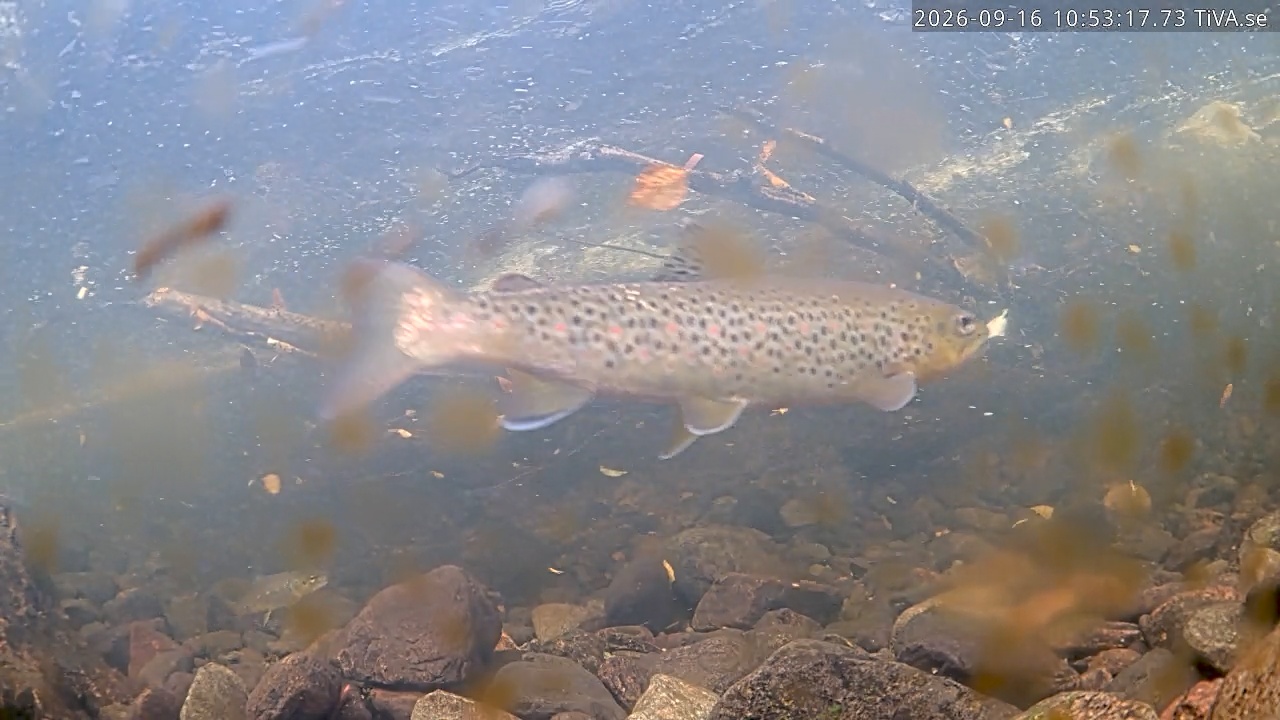 Video 2026-09-16 10:53