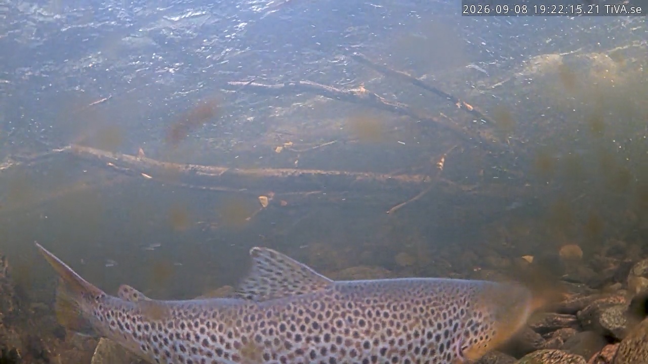 Video 2026-09-08 19:24