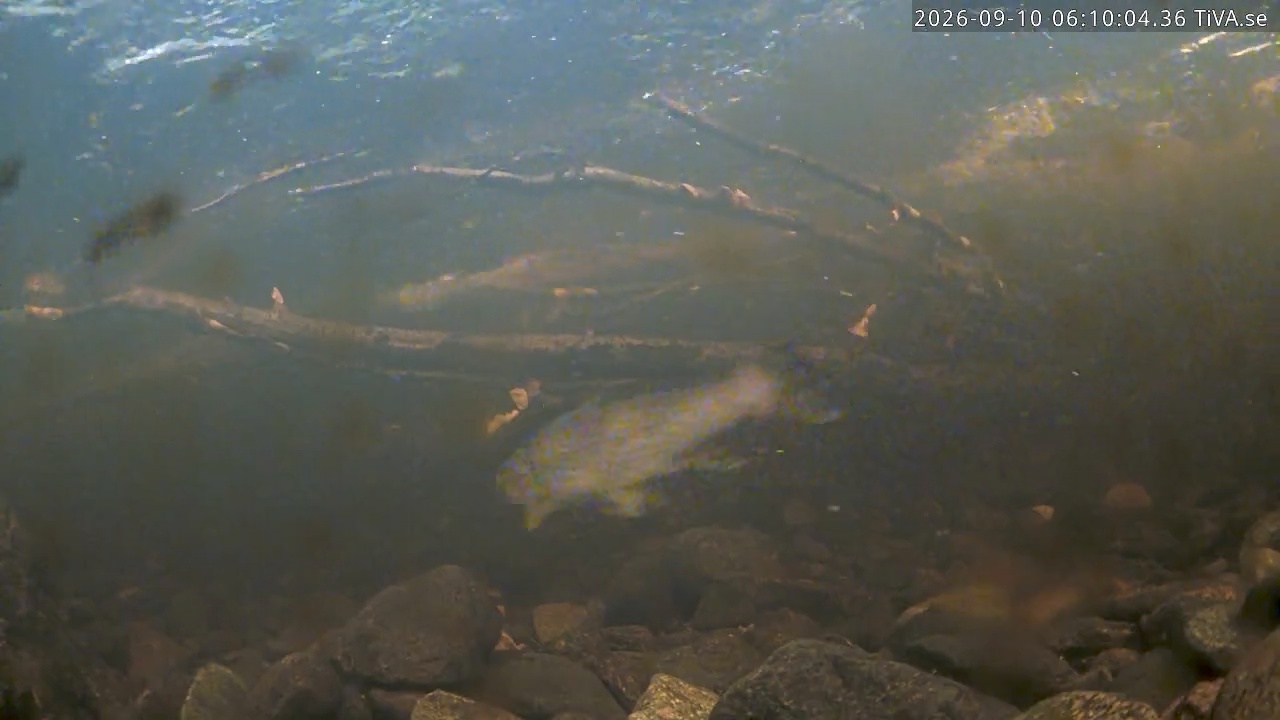 Video 2026-09-10 06:10
