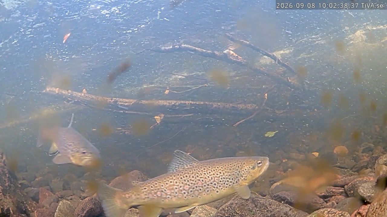 Video 2026-09-08 10:02