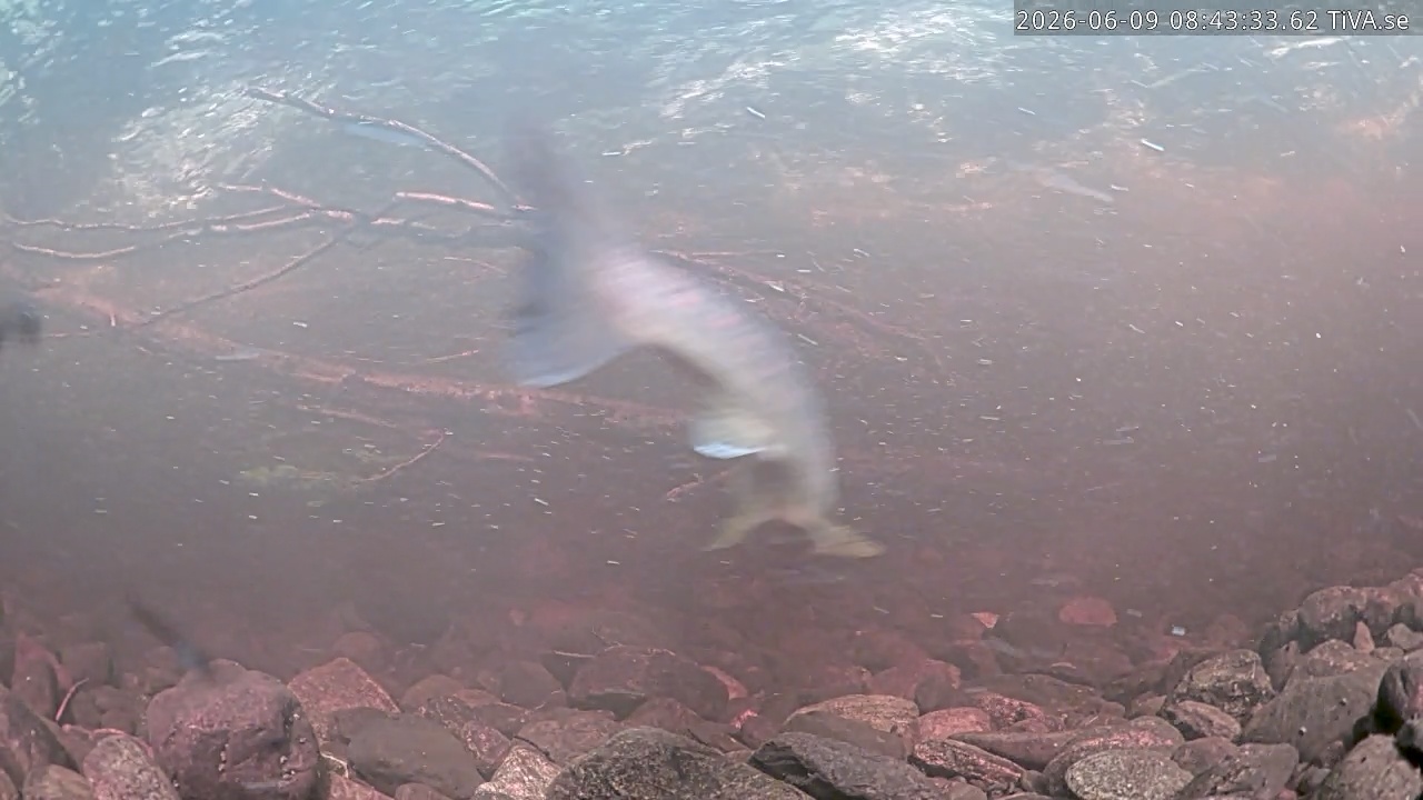 Video 2026-06-09 08:43