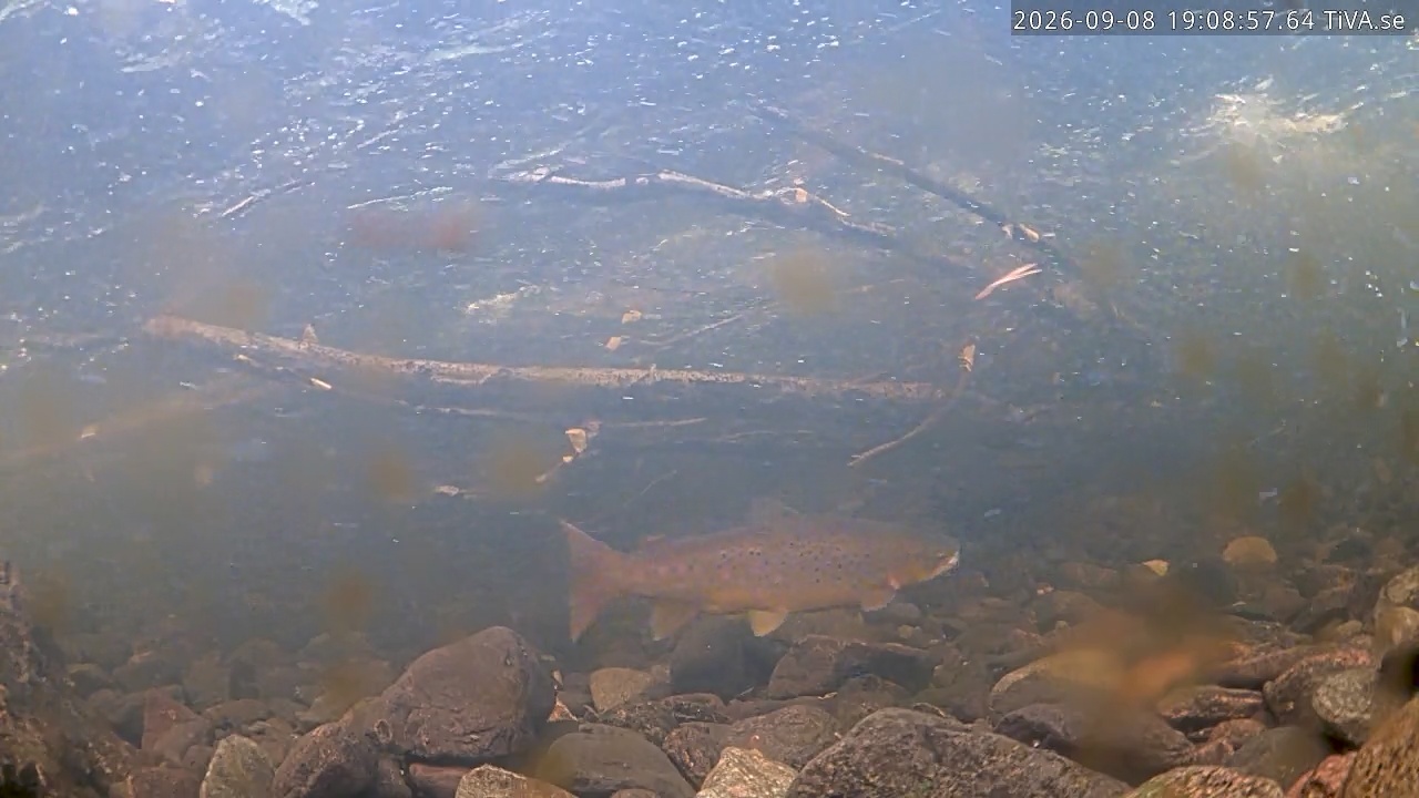 Video 2026-09-08 19:09