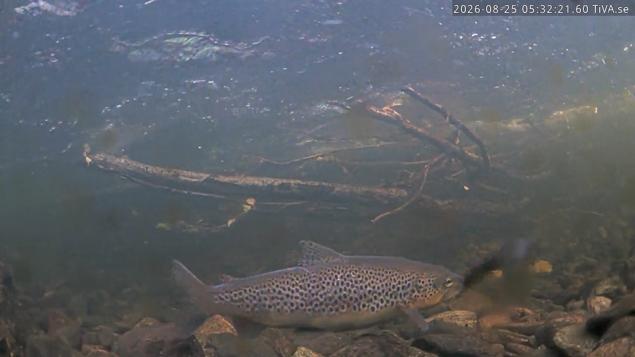 Video 2026-08-25 05:32