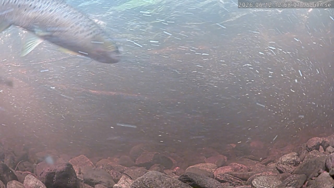 Video 2026-06-12 12:58