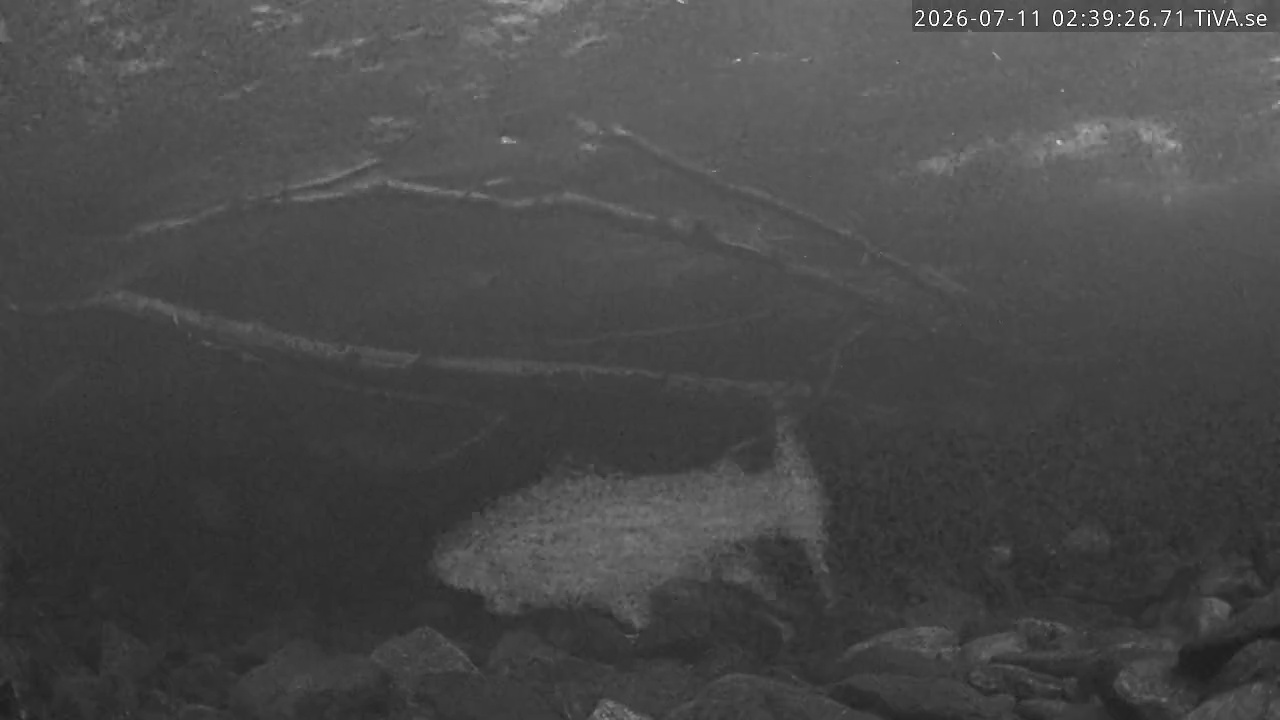 Video 2026-07-11 02:39