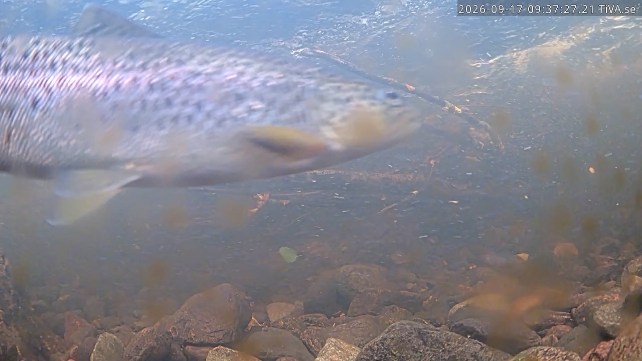 Video 2026-09-17 09:37