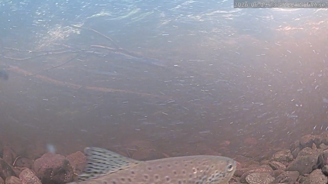 Video 2026-06-09 13:45
