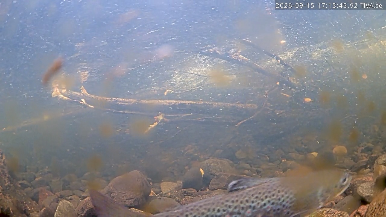 Video 2026-09-15 17:15