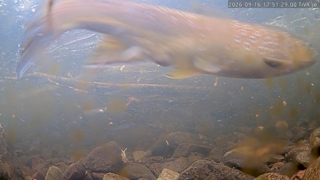 Video 2026-09-16 17:51
