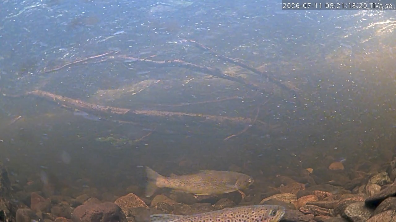Video 2026-07-11 05:21