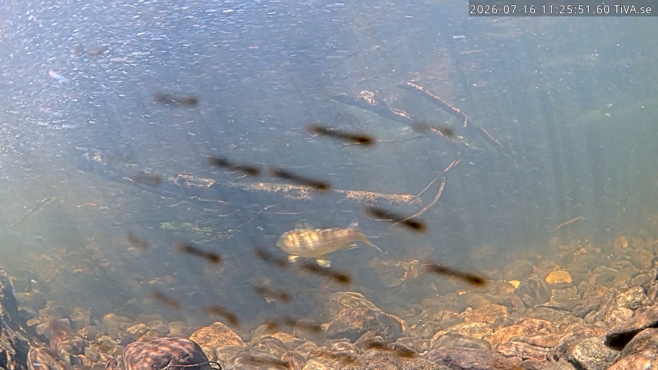 Video 2026-07-16 11:25