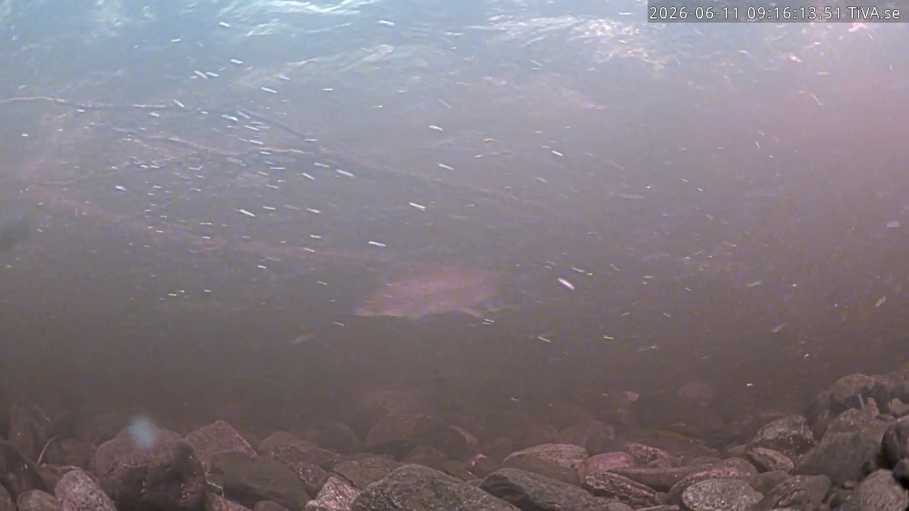 Video 2026-06-11 09:16