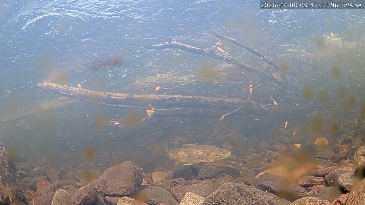 Video 2026-09-08 09:47