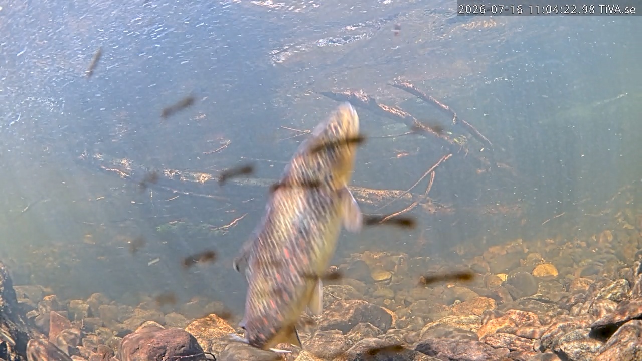 Video 2026-07-16 11:04