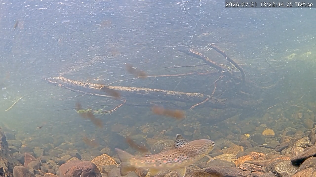 Video 2026-07-21 13:26