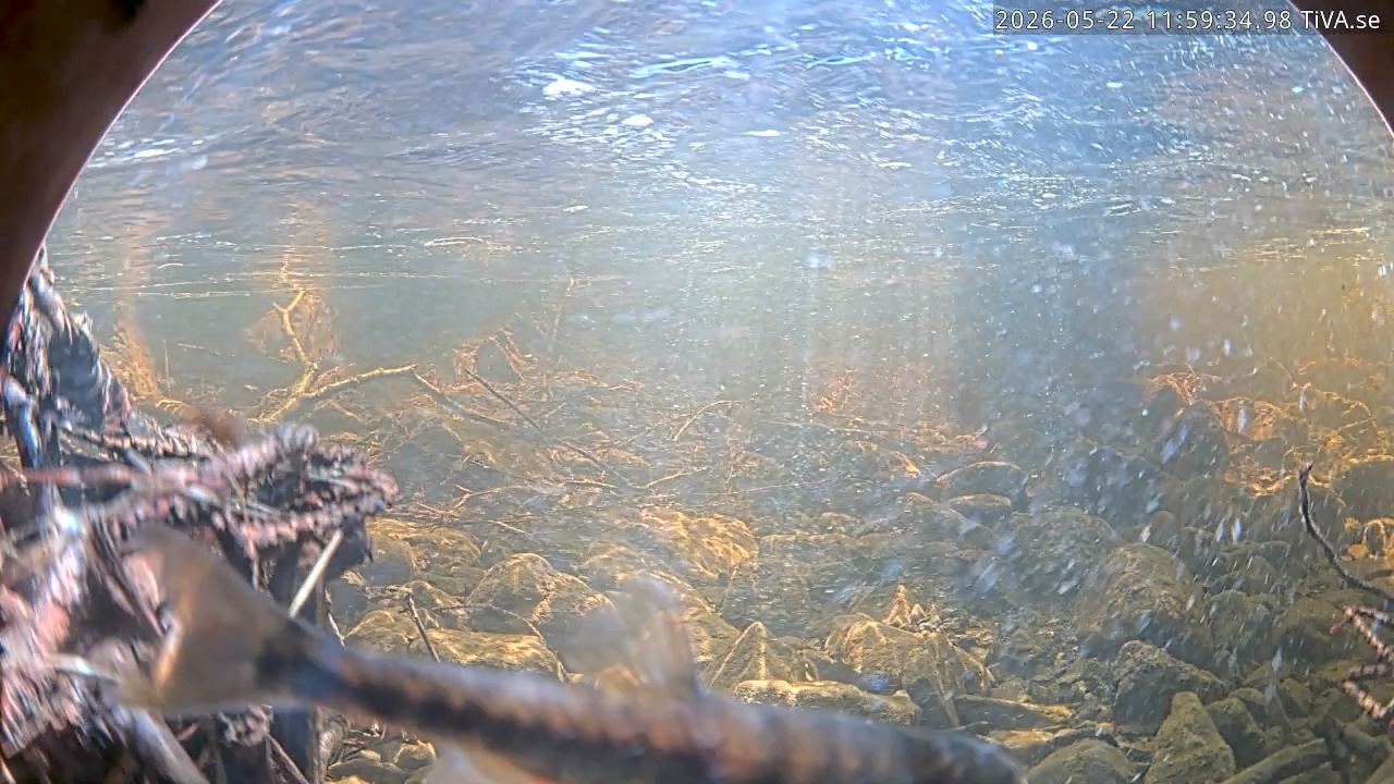 Video 2026-05-22 11:59