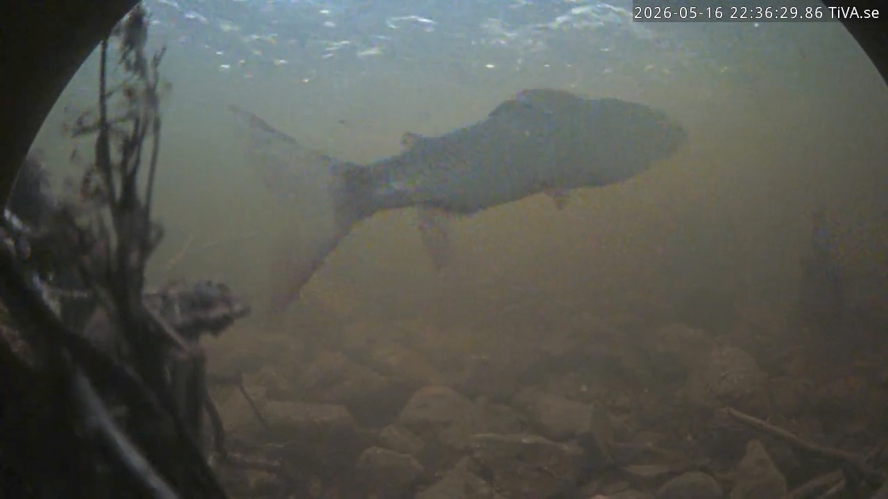Video 2026-05-16 22:36