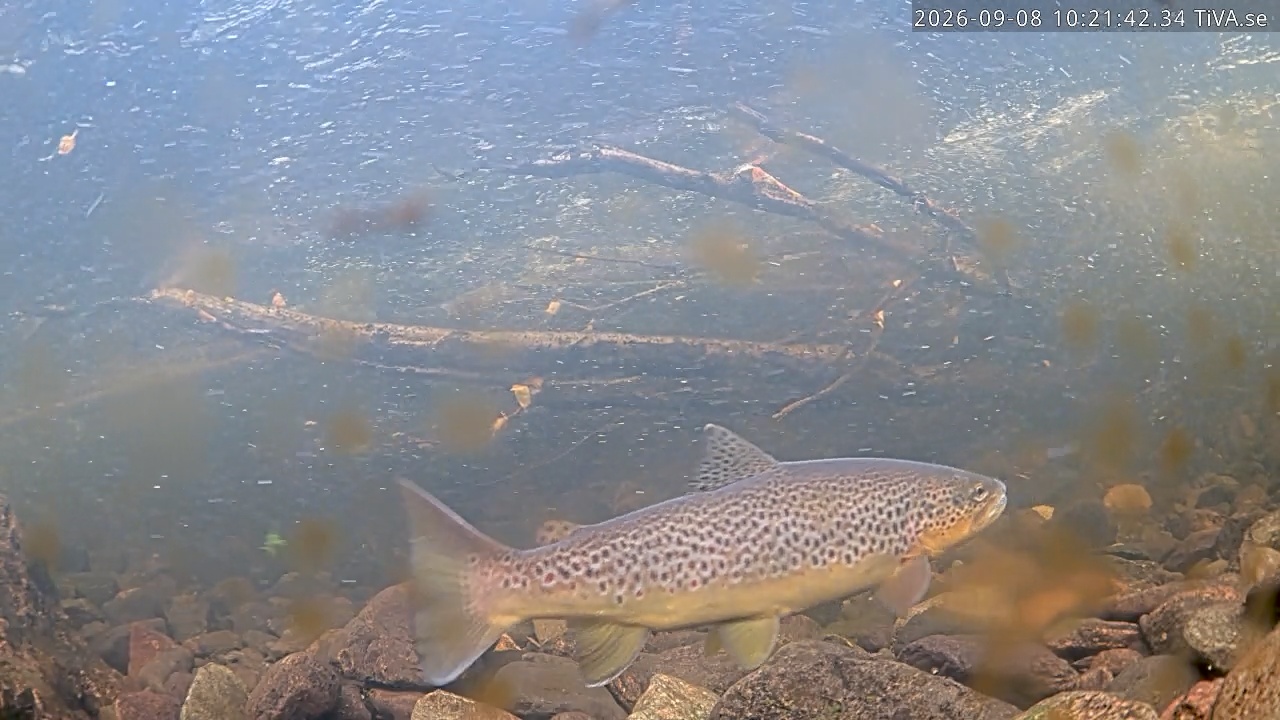 Video 2026-09-08 10:21