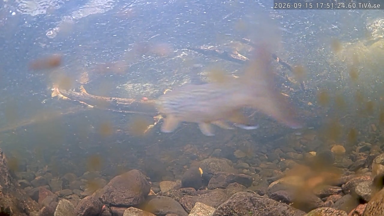 Video 2026-09-15 17:51