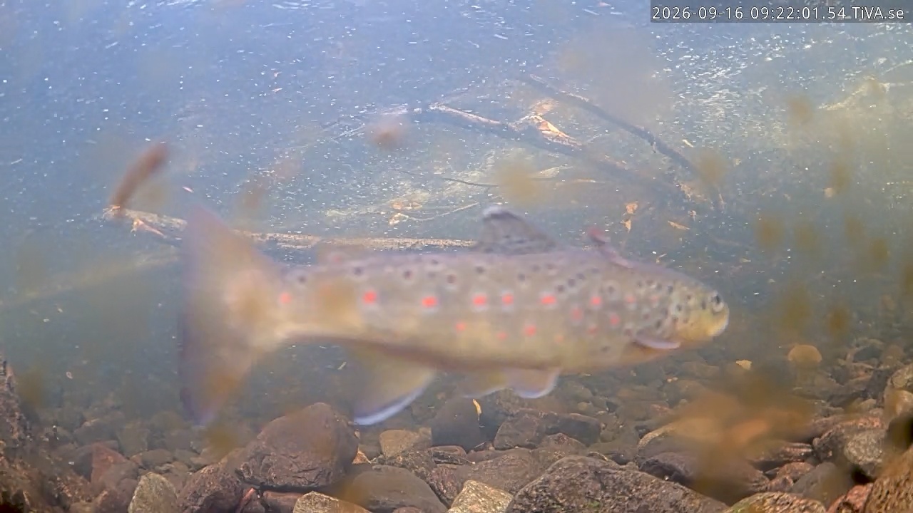 Video 2026-09-16 09:22