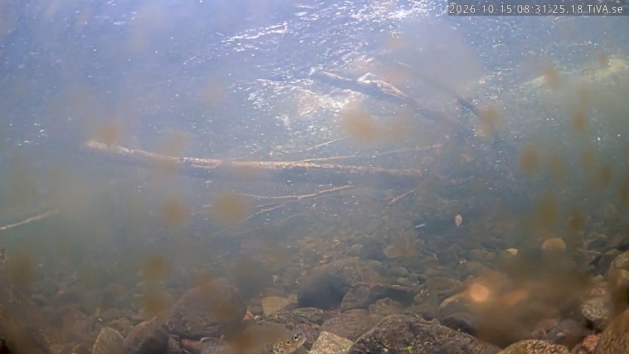 Video 2026-10-15 08:31