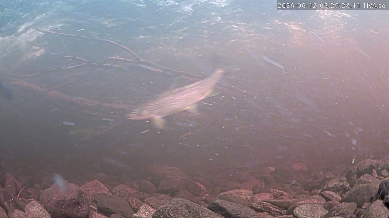 Video 2026-06-12 05:29