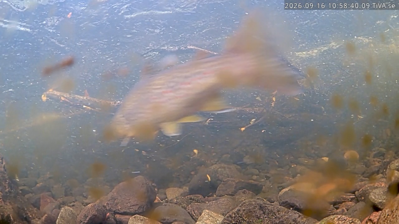 Video 2026-09-16 10:58