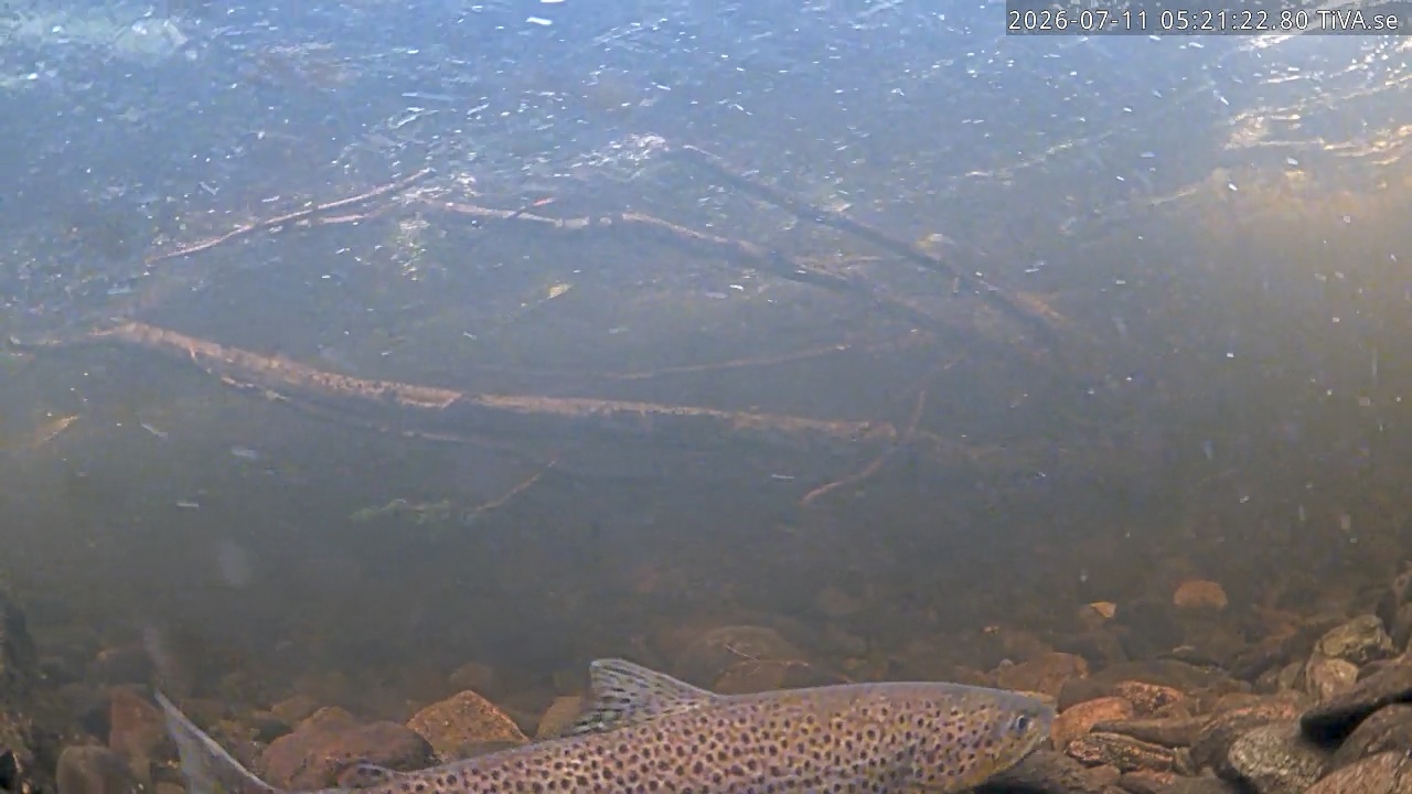 Video 2026-07-11 05:21