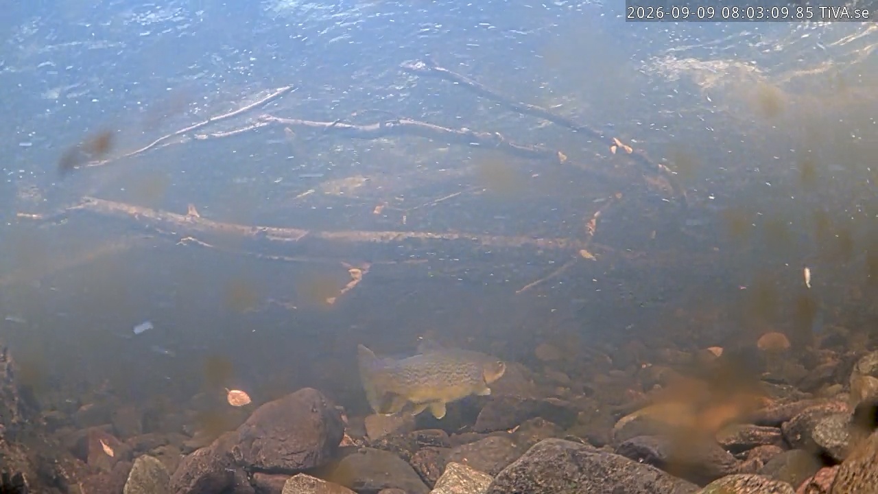 Video 2026-09-09 08:03