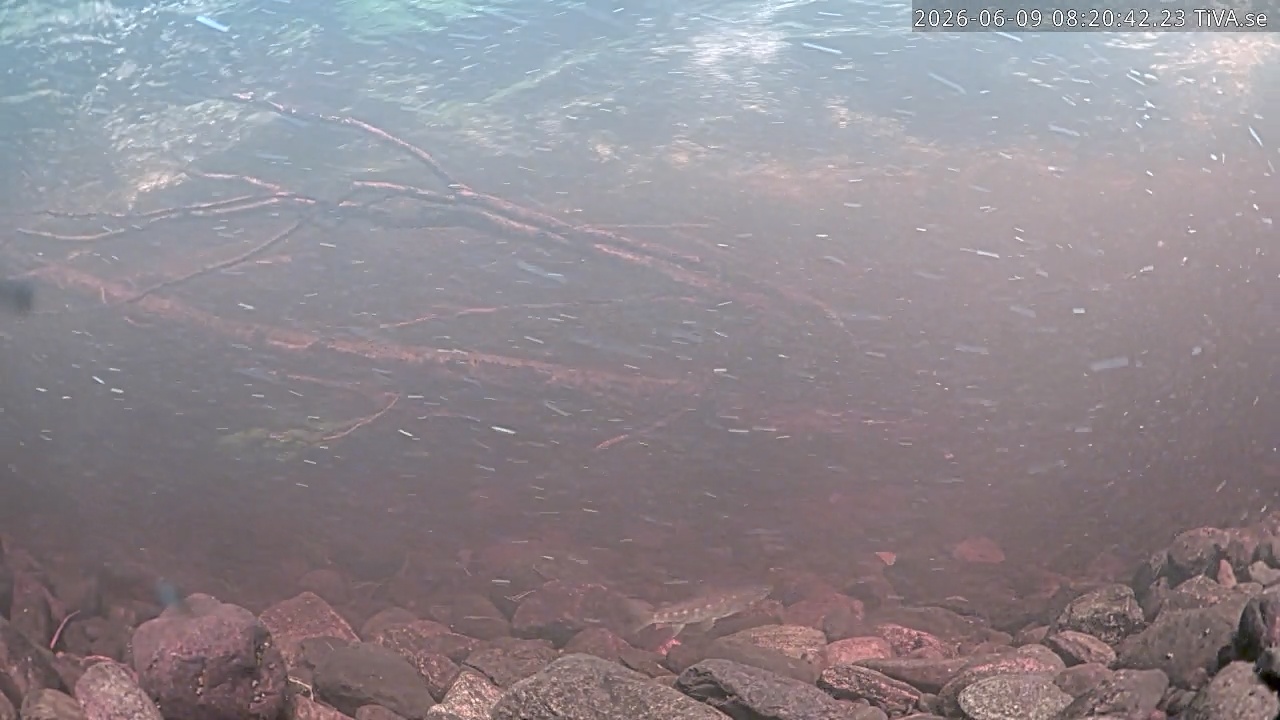 Video 2026-06-09 08:20