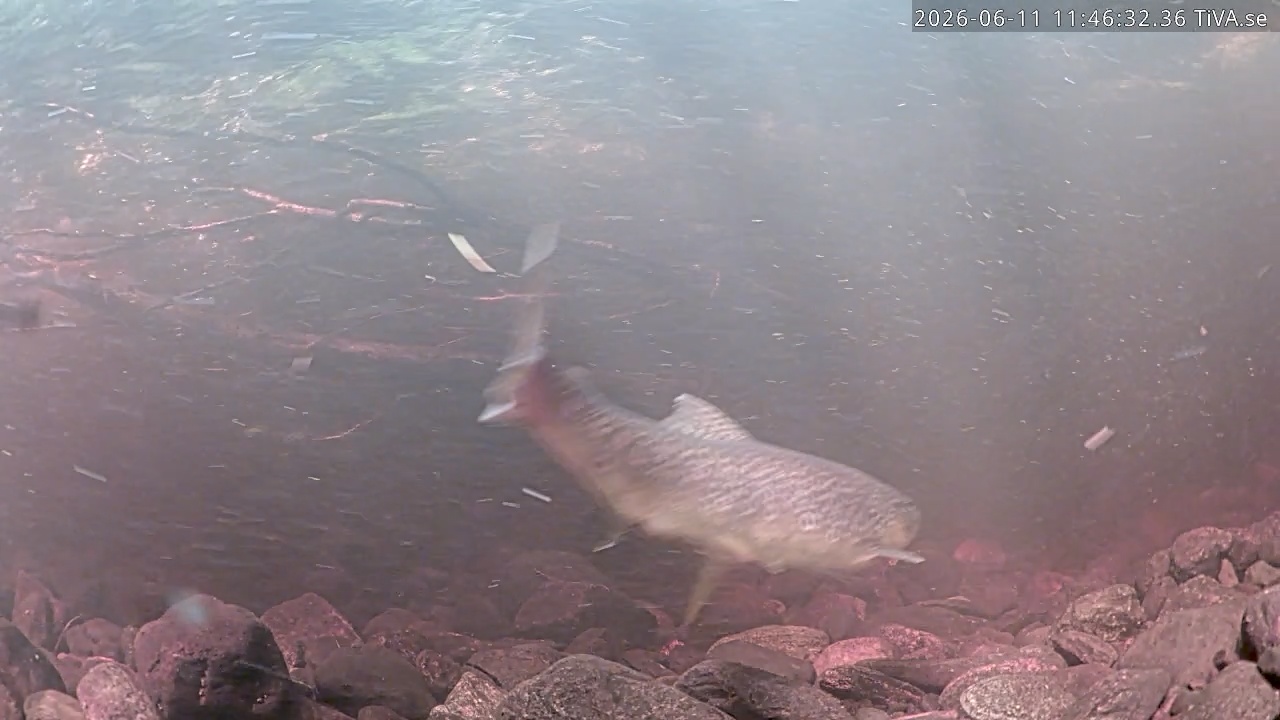 Video 2026-06-11 11:46