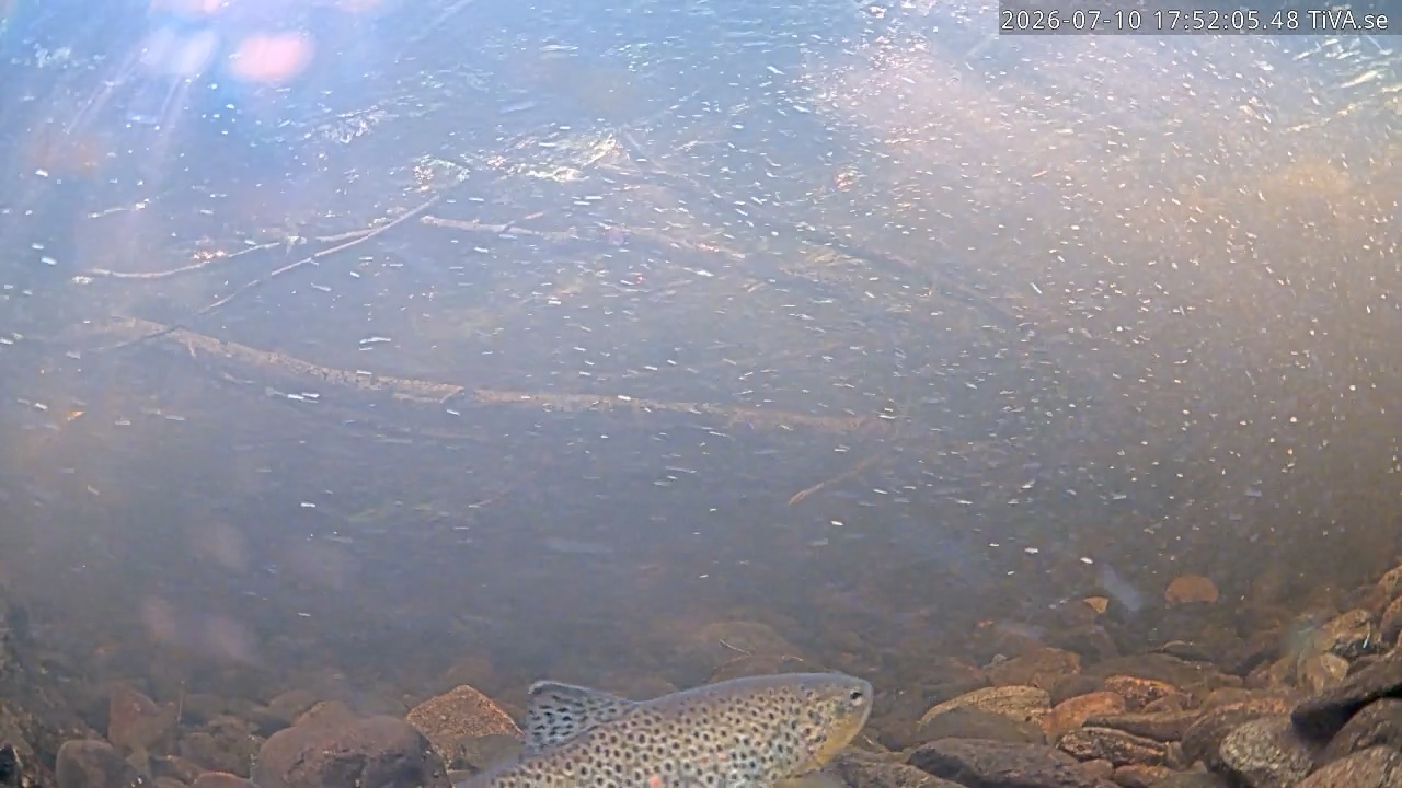 Video 2026-07-10 17:52