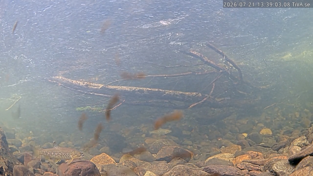 Video 2026-07-21 13:39