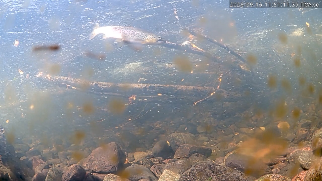 Video 2026-09-16 11:51